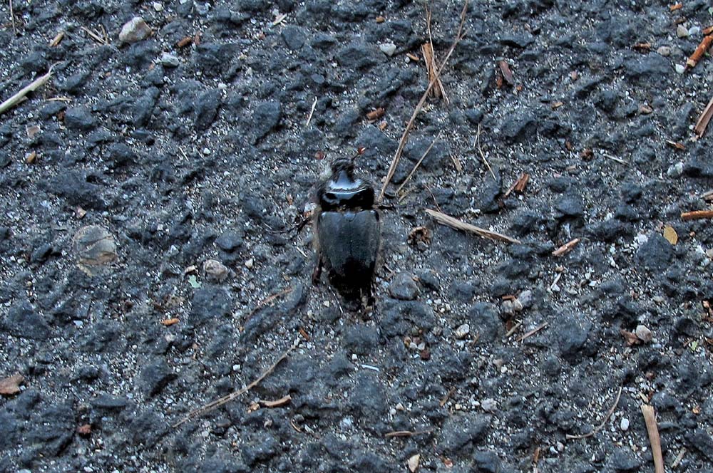 Pachypus candidae - Roma